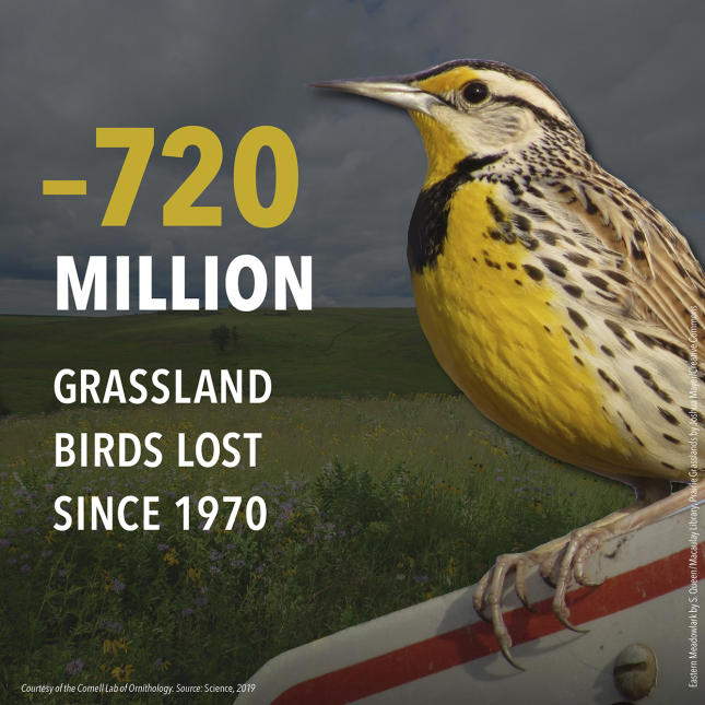3 Billion Birds - Grassland Birds
